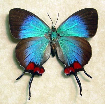 Photo:  Thecla Coronata Blue Female Exotic Real Butterfly from Ecuador